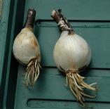 Lycoris squamigera bulbs.  (c) Copyright 2004 by Shields Gardens Ltd.  All rights reserved.