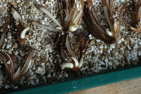 Lycoris squamigera bulb chips at 6 weeks.  (c) Copyright 2004 by Shields Gardens Ltd.  All rights reserved.