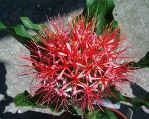 Scadoxus multiflorus katherinae in bloom