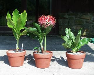 Scadoxus plants: puniceus, katherinae, and membranaceus