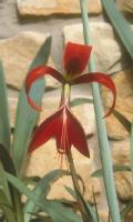 Sprekelia Banos (c) copyright James E.Shields.  All rights reserved.