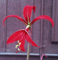 Sprekelia Orient Red (c) copyright James E. Shields.  All rights reserved.