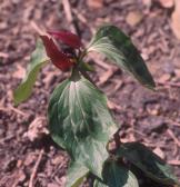 Trillium recurvatum (c) copyright 2003 by James E. Shields.  All rights reserved.