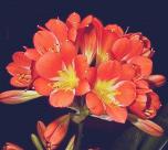 Clivia miniata, Belgian strain