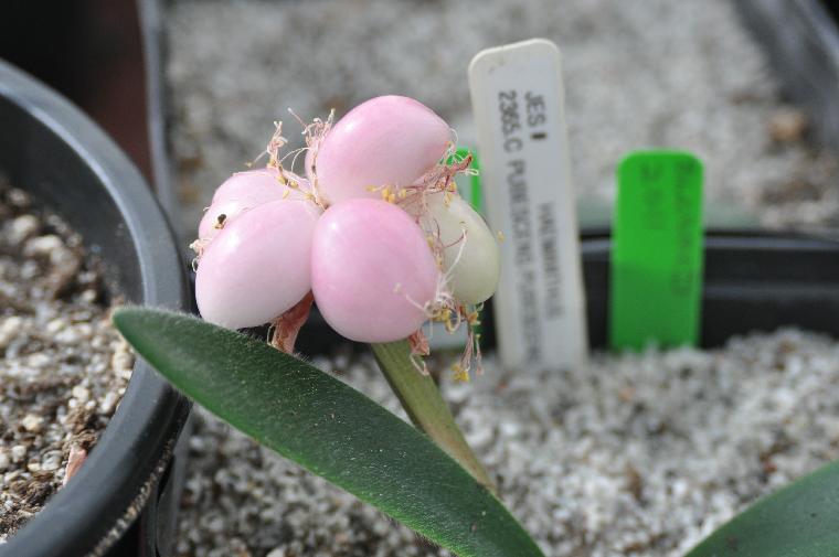 Haemanthus pubescens pubescens berries (c) copyright 2011 by James E. Shields.  All rights reserved.