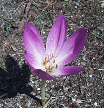 Colchicum 'The Giant'