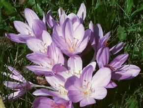 Colchicum byzantinum