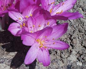 Colchicum cilicicum purpureum