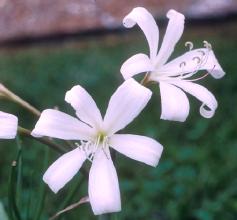 Crinum lugardiae