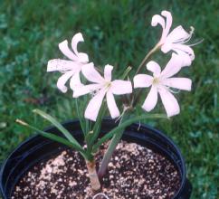 Crinum lugardiae potted plant