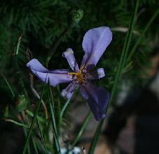 Cypella amabilis flower
