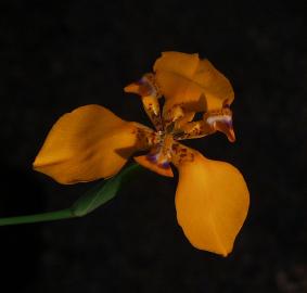 Cypella peruviana flower