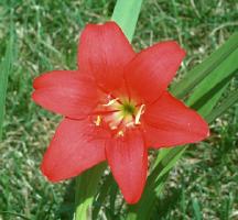 Picture of Cyrtanthus sanguineus bloom