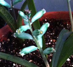 Lachenalia viridiflora flowers