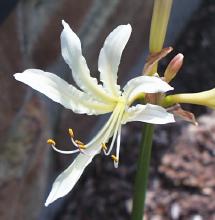 Lycoris caldwellii