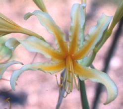 Lycoris chinensis