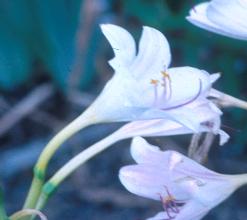 Lycoris longitube