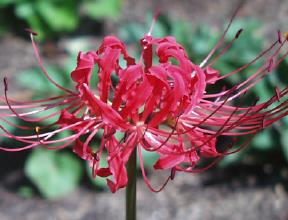 Lycoris radiata radiata