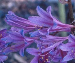 Lycoris sprengeri