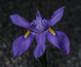 Moraea polystachys