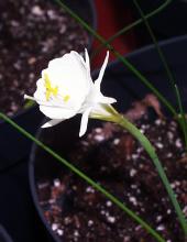 Narcissus 'Taffeta' in December
