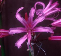 Nerine bowdenii