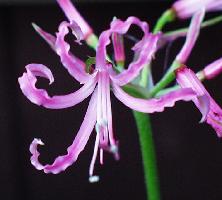 Nerine filifolia