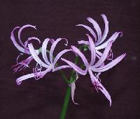 Nerine forbesii Copyright (c) 2003 by Shields Gardens Ltd.  All rights reserved.