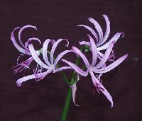 Nerine forbesii Copyright (c) 2003 by Shields Gardens Ltd.  All rights reserved.