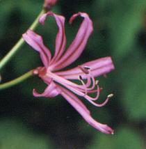 Nerine krigei