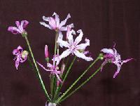 Nerine platypetala Copyright (c) 2003 by Shields Gardens Ltd.  All rights reserved.