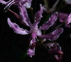 Nerine undulata