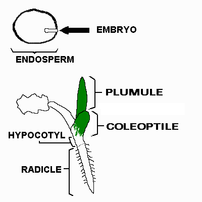 Seed and Seedling Structures in Monocotyledons