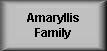 Return to Amaryllis Family page
